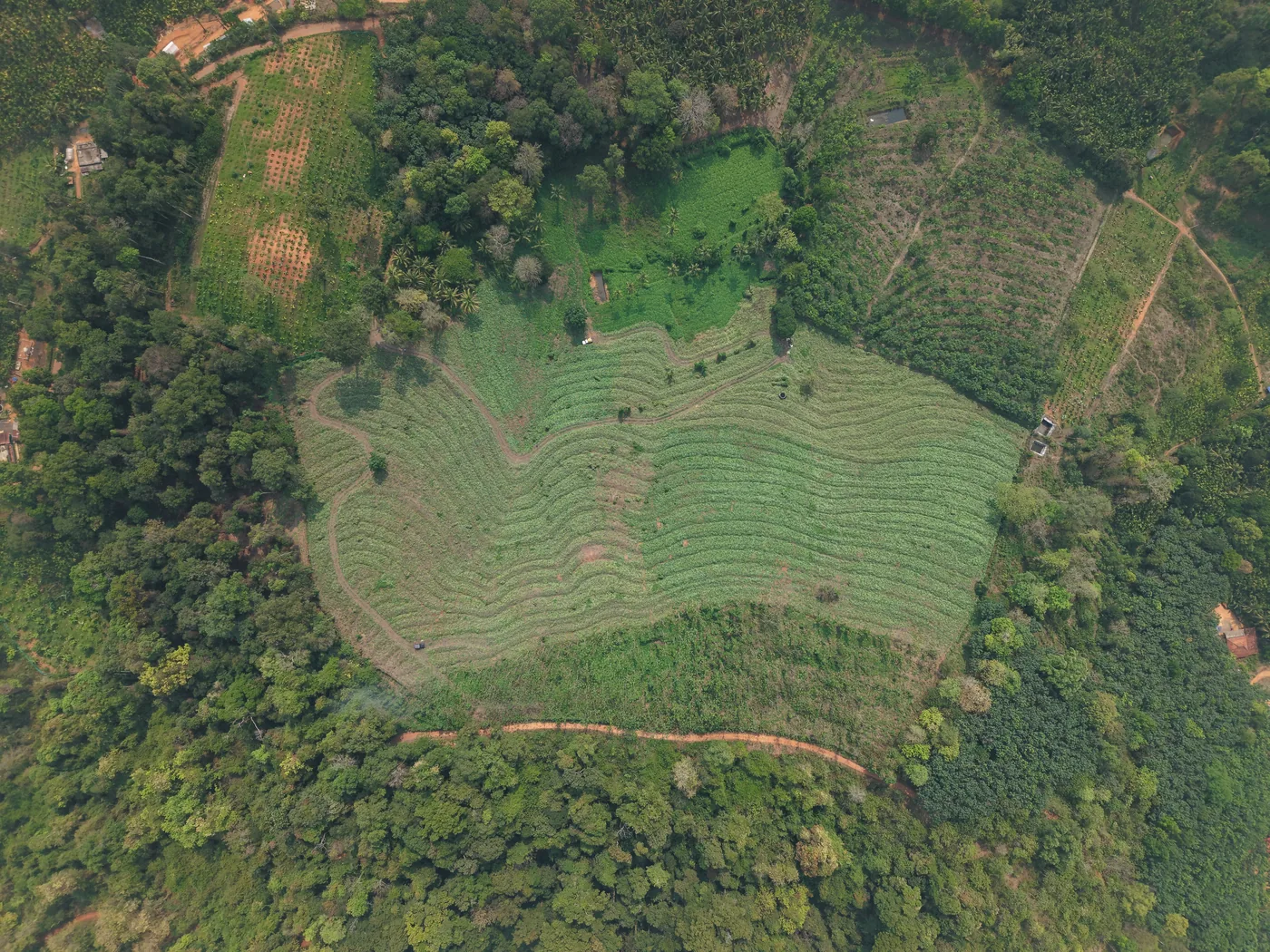 Drone view showing planted fields, forest canopy and estate tracks