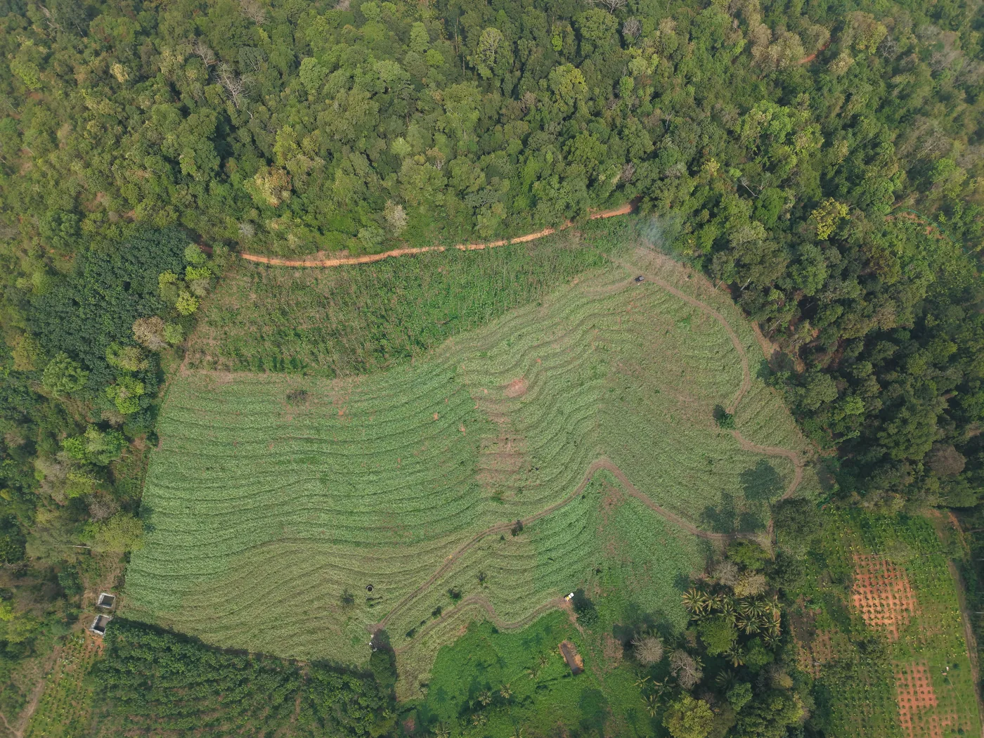 Aerial view of a cultivated clearing enclosed by forest