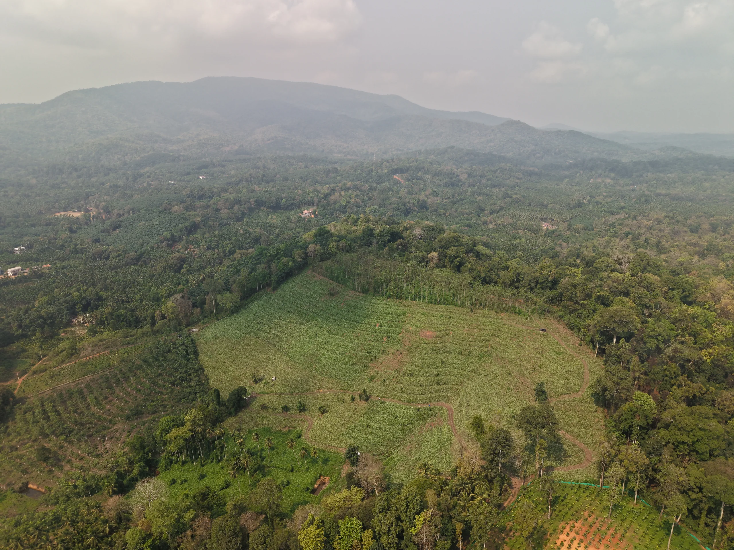 Drone view of a cultivated hill estate surrounded by forest and mountains