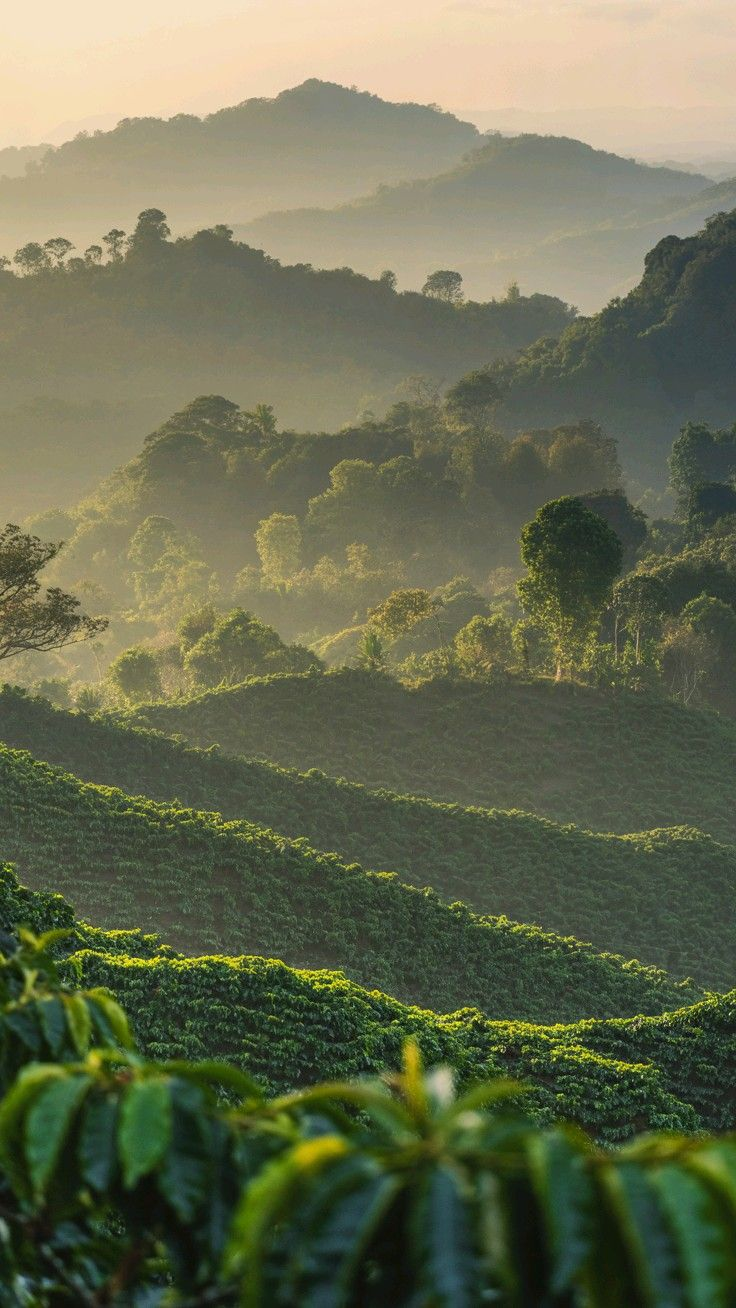 Lush Western Ghats coffee plantation in mist