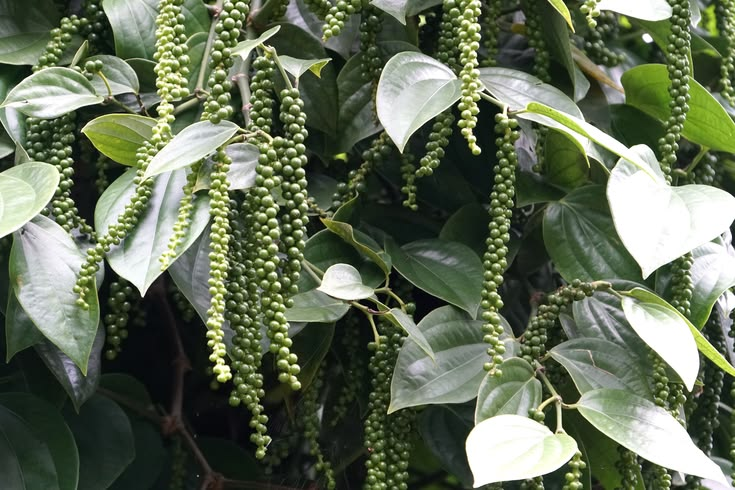 Pepper beneath the canopy