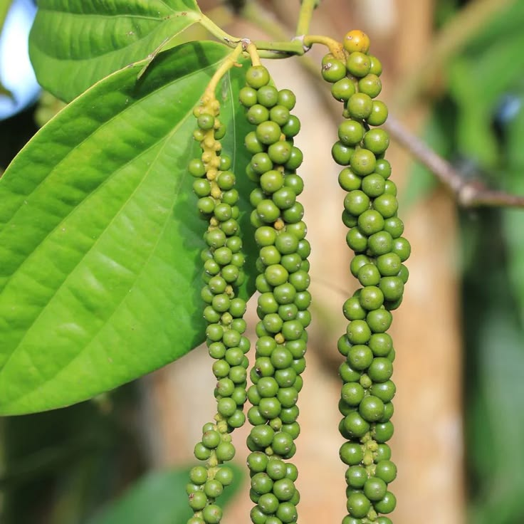 Pepper vines